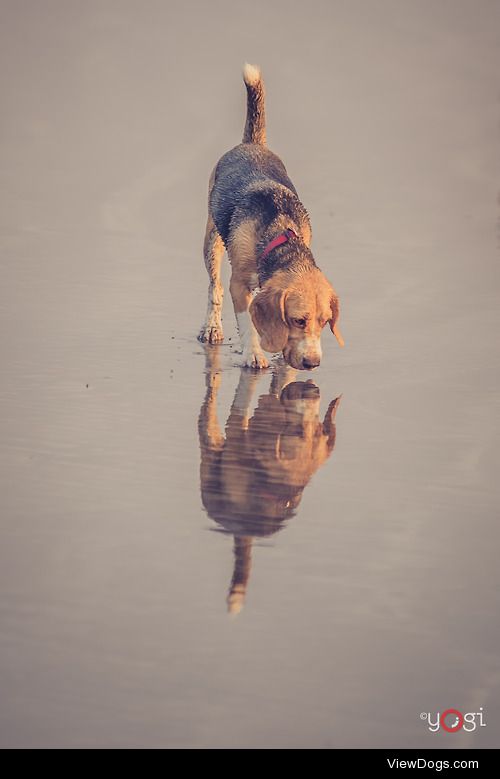 #bugzthebeagle #beagle