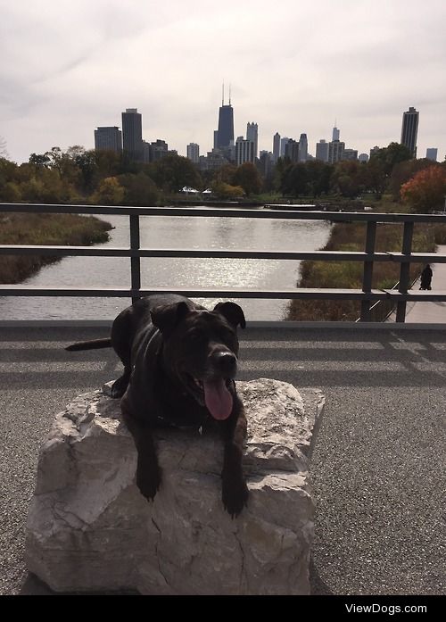 Yumi 10 year old pit bull lab mix