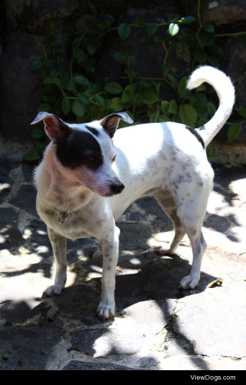 Chispa is a rescued mixed breed dog. Alajuela, Costa Rica