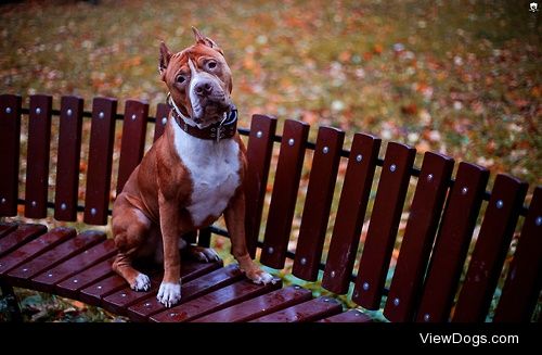 Pit bull Sam


Andres Sivtsov