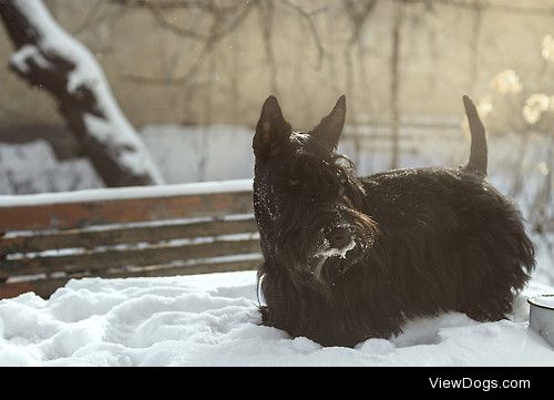 {x}{x}
Would You Rather…
Have a Scottish Terrier or a West…