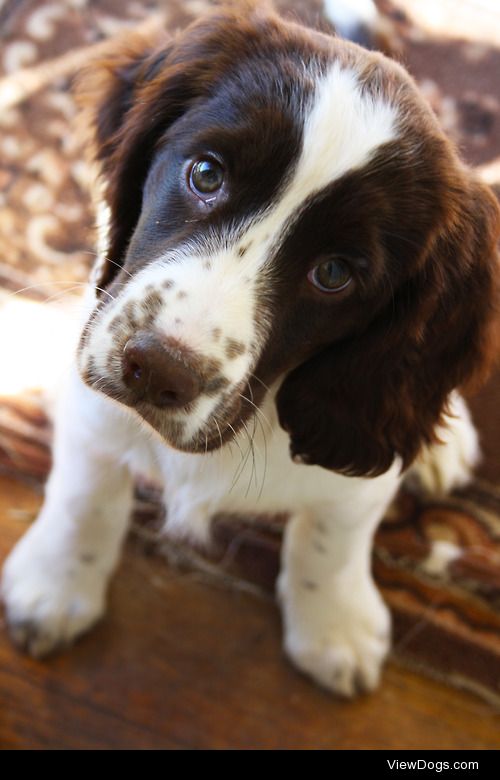 Callie my English Springer Spaniel when she was 10 weeks. 