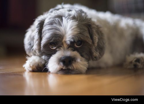 Buddy
3 y/o Shih Tzu