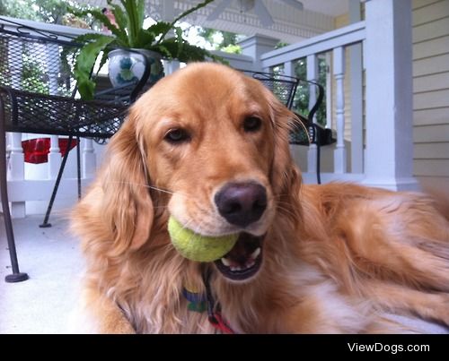 Buffett enjoying a tennis ball snack.