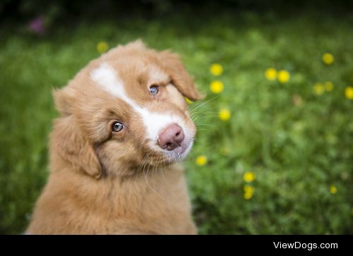 Line Hårklau




Nova Scotia Duck Tolling Retriever