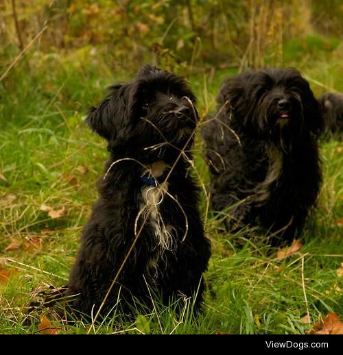 Our Tibetan Terrier puppy Midnight visiting his mum.