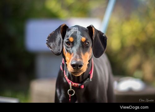 Doberman Pinscher


Christopher Zewatski