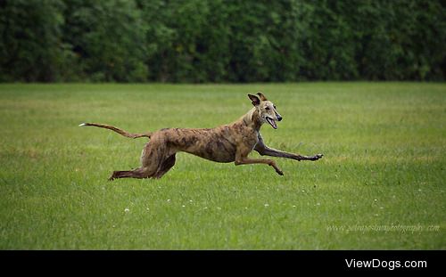 Petra Postma




Coursing in the rain