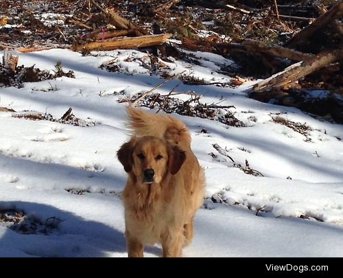 My moms 2  year old golden retriever., Sunny.