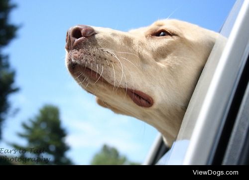 Tripp the Labrador retriever-part of the RIDE Project