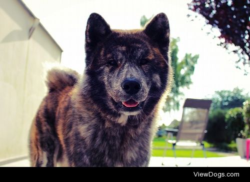 AKITA INU


Geoffrey Eraerts