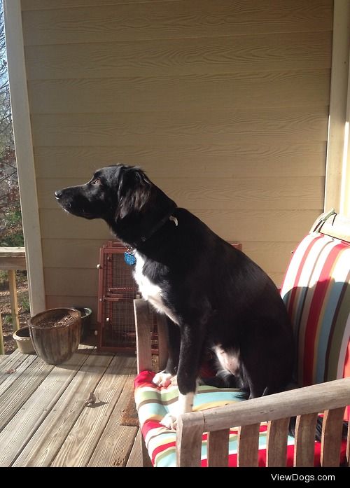 My 1.5 year old border colle/black lab mix, Charlie