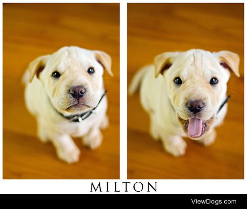Our friends Sharpei X, Milton, as a puppy.  He’s a real…