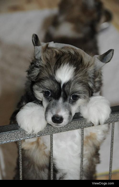 Fable — 6wk old Chinese Crested PowderPuff