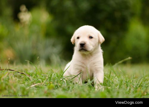 Puppy


Lara Winter