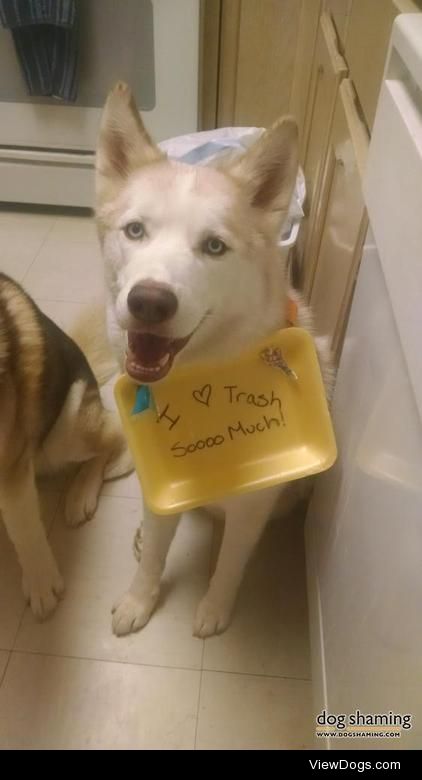 Trashy Husky

Aurora has an addiction to dumpster diving.