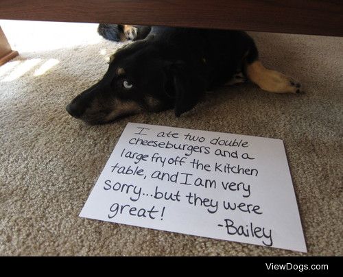 Dog McShaming

"I ate two double cheeseburgers and a large fry…