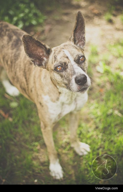 Rescue dog Chia by Sheikh Photography