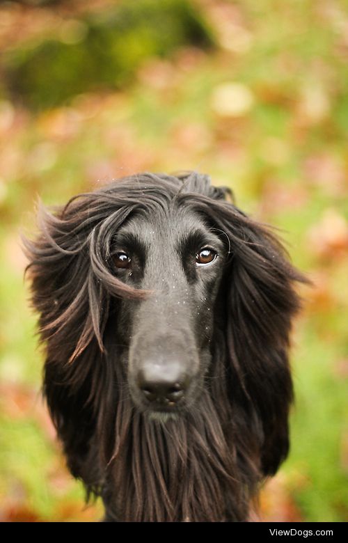 astakatrin




Sesar, Afghan Hound