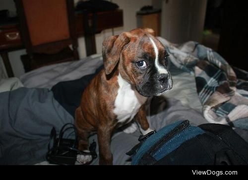 My 3 month old boxer, Nala, always with the expression “are you…