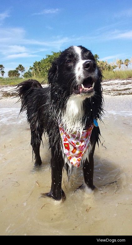 This is Rufus and his very first trip to the ocean! He is a 5…