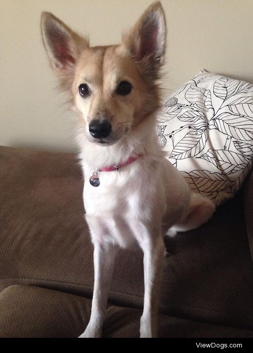 Pixel the Thai street dog rescue showing off her new collar!