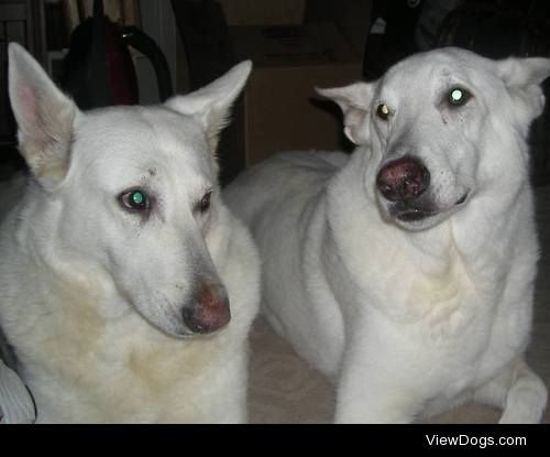 Our brother and sister white german shepherds, Major and Admiral