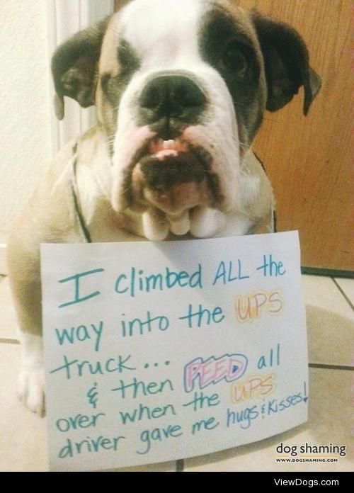 U Pee S

Our 5 month old English bulldog loves & craves…