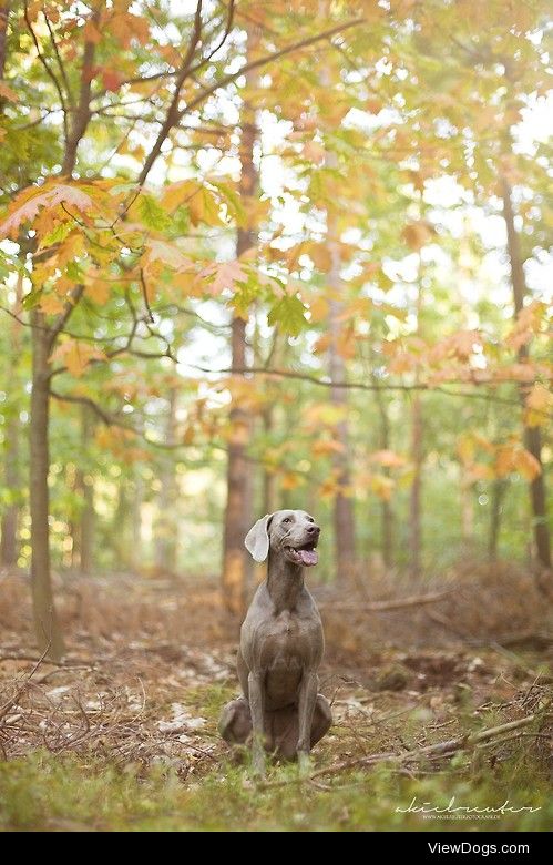 Weimaraner Stella


Aleksandra Kielreuter