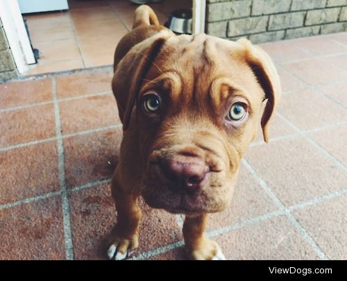 Hugo the Dogue de Bordeaux- the love of my life 