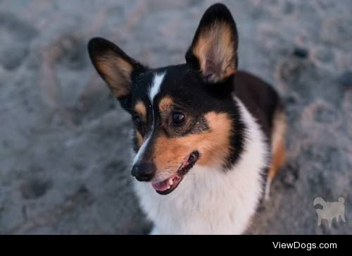 kipperthecorgi:

Kipper loves the ocean and digging in the…