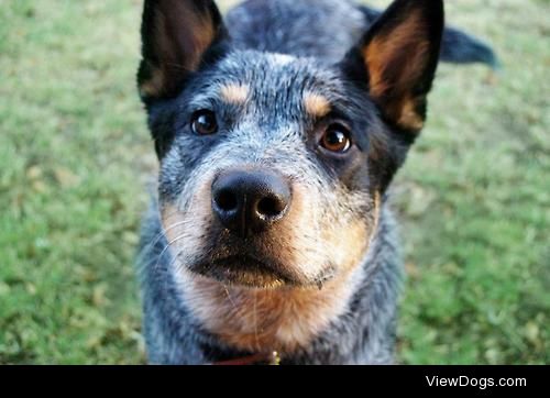 This is Denny, my two year old pure bred Blue Heeler <3