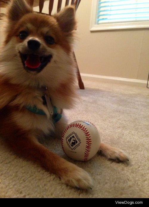 Sampson stole a baseball off of my shelf and was very proud of…
