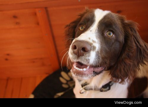 Callie the five month old English Springer Spaniel smiling…