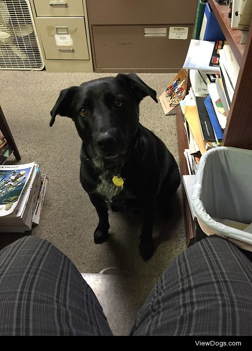 This is my 4 year old black lab mix named River. He goes to work…