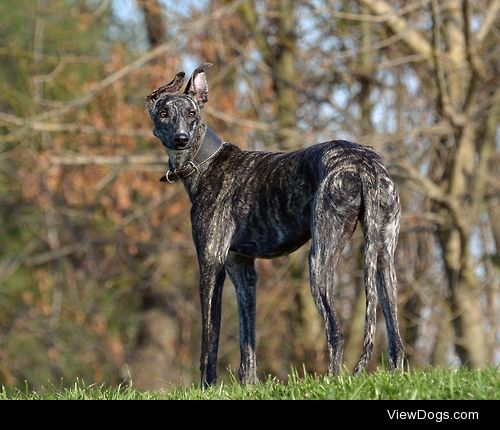 Galgo Español


Petra Postma