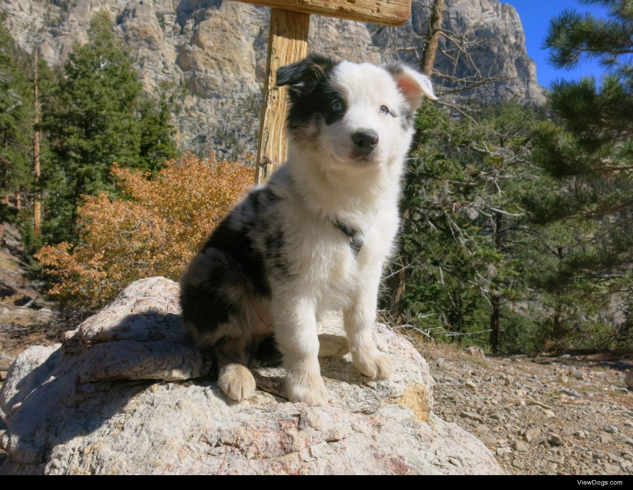 allaussies:


Mia felt pretty proud to complete her first hike!