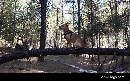 Iggy the chiweenie on a tree.