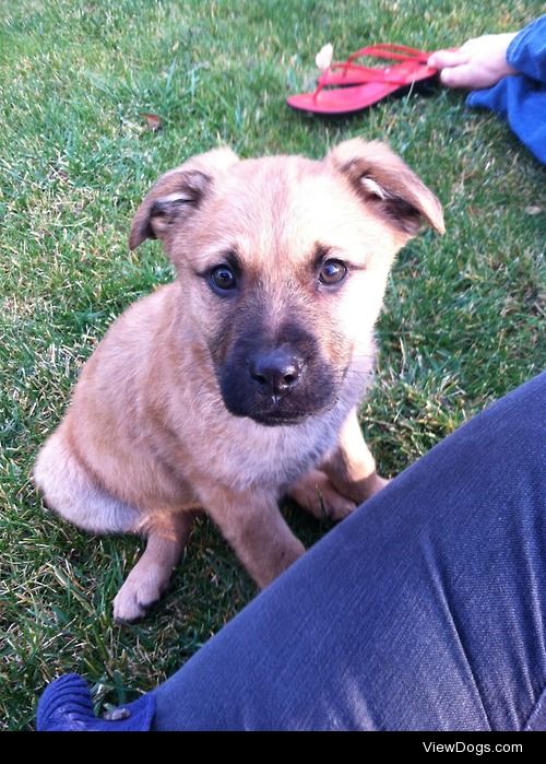 Meet Klaus! A 2 month old German Shepard-Lab mix <3