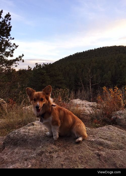 Jeff the Corgi hiking in Evergreenn, Colorado.

Please link our…