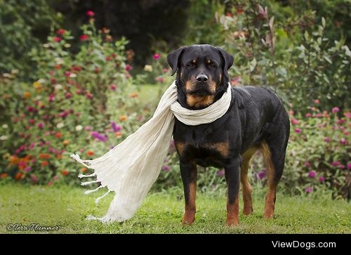 ari


terrisrotties