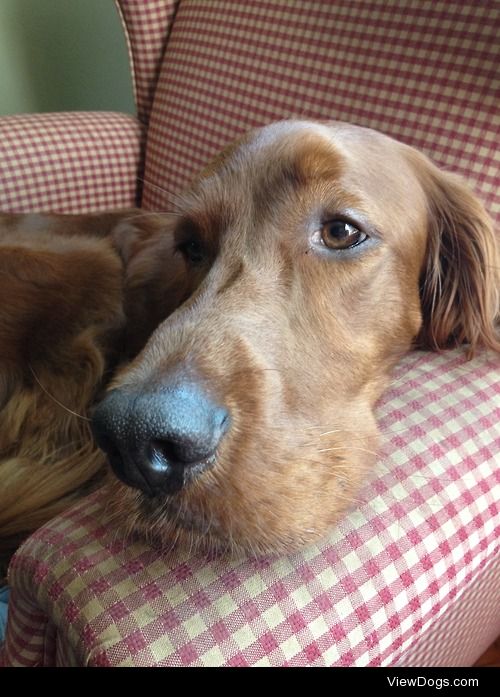 this is my 2 year old irish setter, ringo!