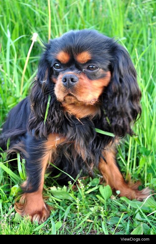 Cavalier king charles spaniel