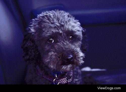 Phoenix, female, Miniature Poodle, 5yrs, loved lots, sassy…