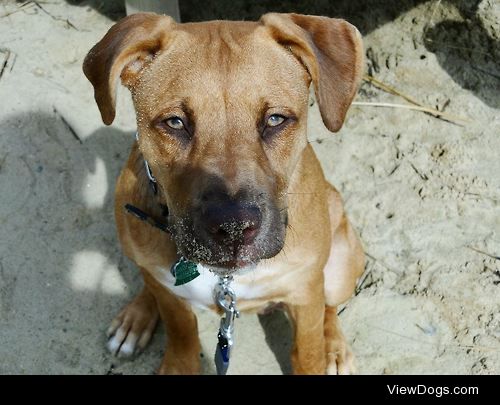 Lyra, the rescued Boxer mix, at around 8 months old. She’s…