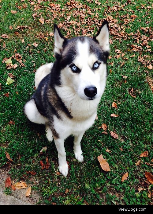 This is my gorgeous Siberian Husky, Zorro!