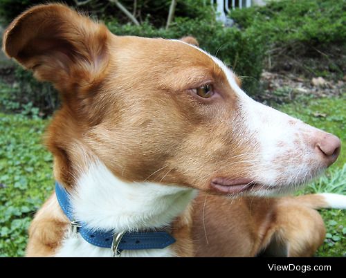 Cody in his blue collar, by Ute…