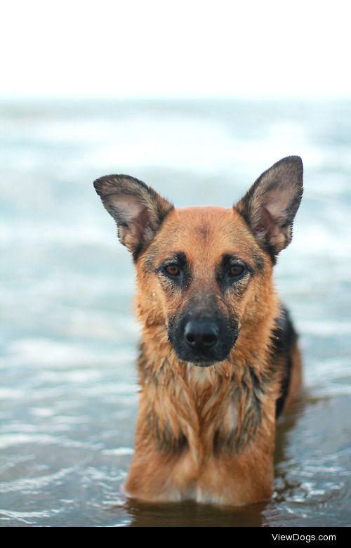 handsomedogs:

Handsomedogs’ Photography Contest VII Winner!
It…