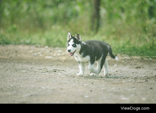 Siberian Husky Puppy


Gabby Deac