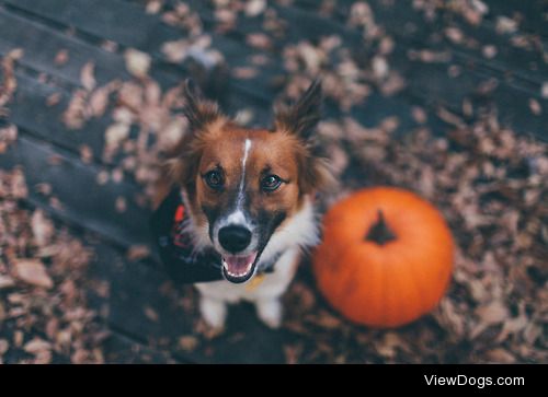 whatdoeswatsonsay:

Happy fall y’all!